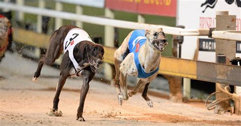 albion park greyhounds results|Albion Park Greyhound Racing Results .